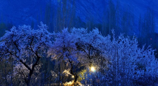 Apricot trees flower in twilight in Shigar Valley