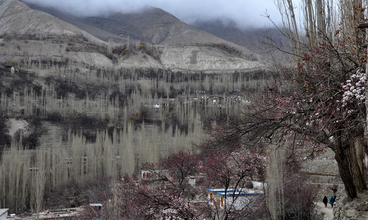 A view of poplar trees in the village of Machlu