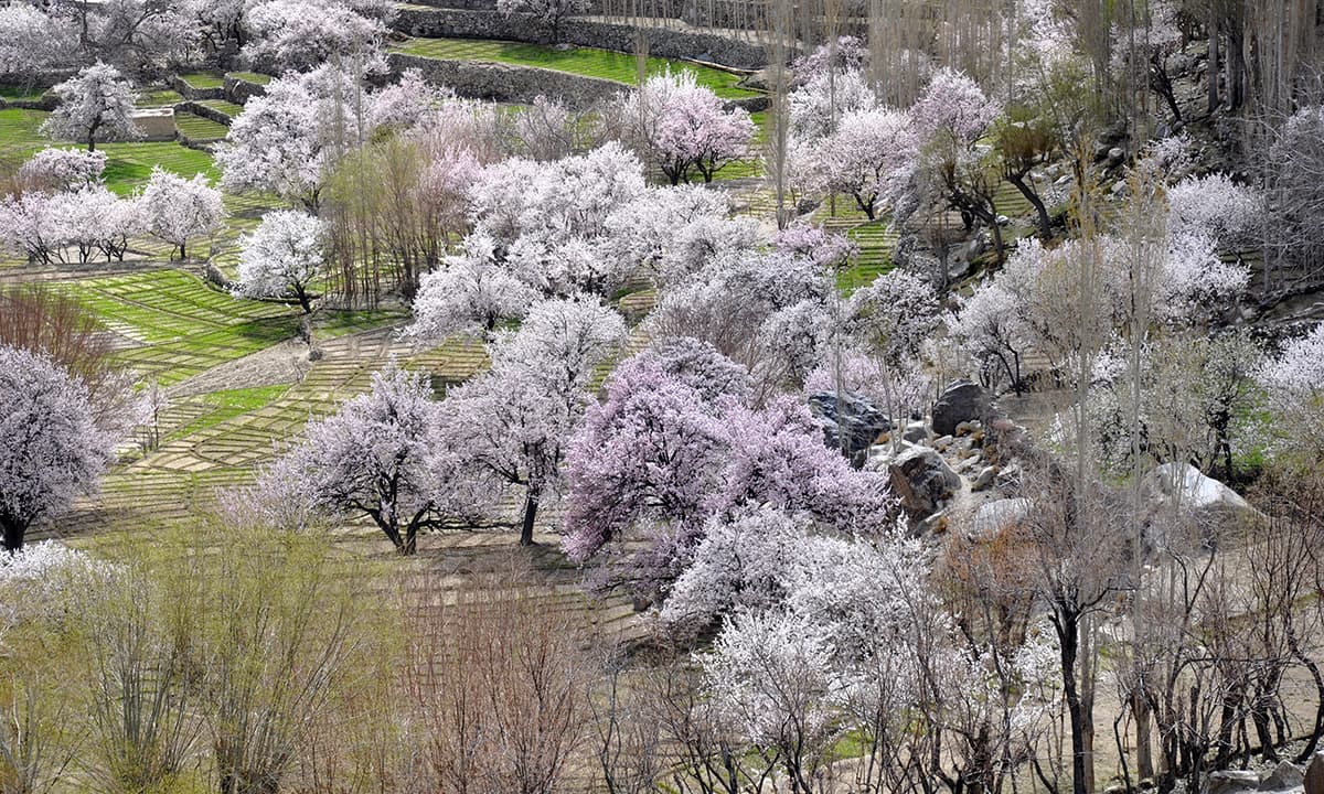 Apricot trees grow on terraced fields in the village of Gol