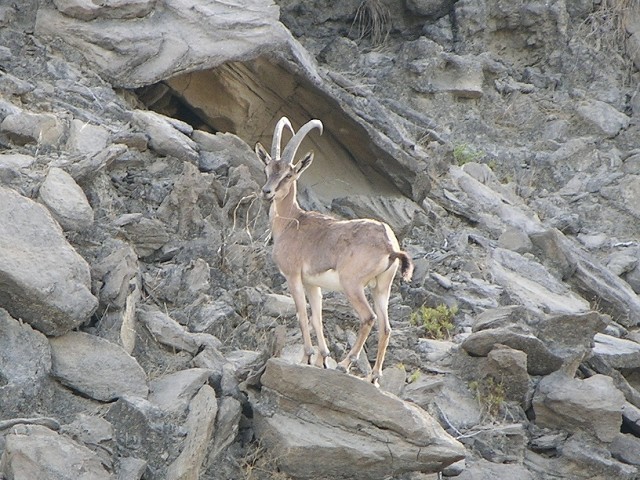. A melanic buck feeds on the rocky mountains in the park, astonishing