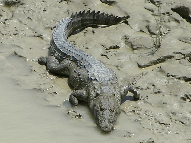 13. A huge crocodile is spotted rolling in the dirt inside the Hingol park
