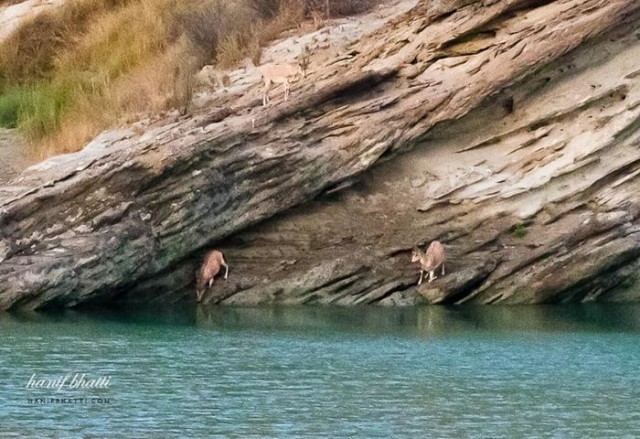8. The rare and beautiful Ibex goats, drinking from the Hingol river.